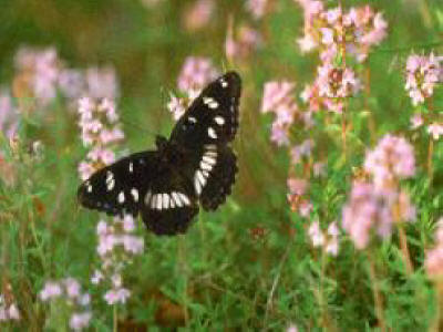 Bulgarian wildlife